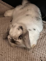Olivia L review photo