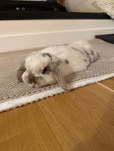 Olivia L review photo
