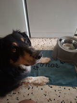 Handsome Pets Shop