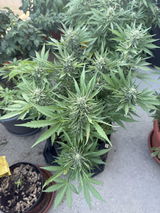 Hanfsamen BudVoyage Fat Bastard AUTO (Euphorisierend, intensiv, stoned)