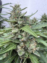 Hanfsamen BudVoyage Hellfire OG AUTO (Stresslindernd, glücklich, euphorisch, entspannend)