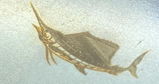M.C. review photo