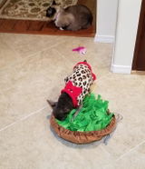Nini review photo