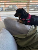 Solveig review photo
