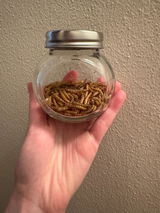 Corinne review photo