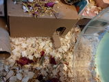 Christine Ingram review photo