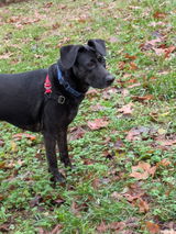 Elaine review photo