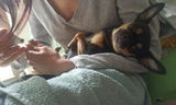 Dog Lover review photo