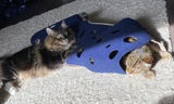 Allison L. review photo