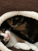 Kat S review photo