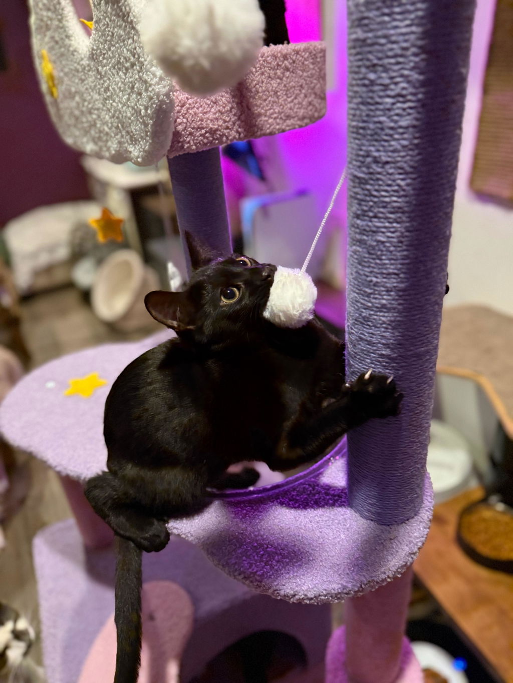 Moonlight Cat Tree