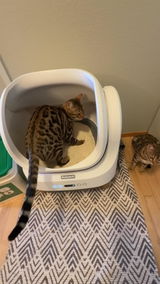 Bengal Kittens review photo