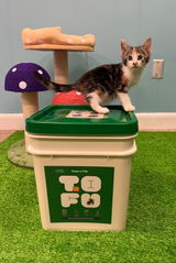 The Cat Collective Rescue review photo