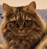 Cassie review photo