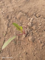 SYED QAMAR ABBAS review photo