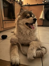 User picture