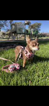 Genesis Aceves review photo