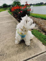 Eloise the Westie review photo