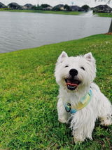 Eloise the Westie review photo