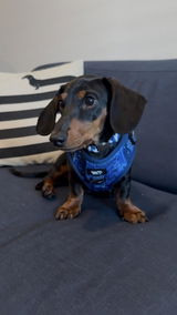 Ivan review photo