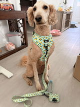 GucciTheDoodle01 review photo