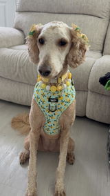 GucciTheDoodle01 review photo