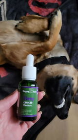 Brooke & Dingo Dog review photo