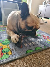 Harley van de LoveBoat review photo
