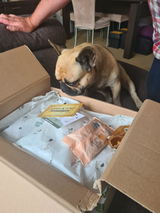Harley van de LoveBoat review photo
