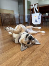 K9 TailSaver® Set