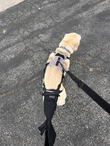 K9 TailSaver® Set
