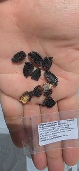 Maria del Pilar Chlopas review photo