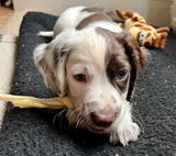 Patch-Puppy2025 review photo