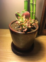 Brenna review photo