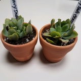 Deanna = review photo