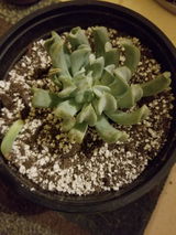 Pam review photo