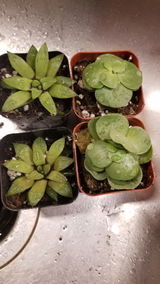 Cindy S review photo