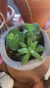 Cindy S review photo