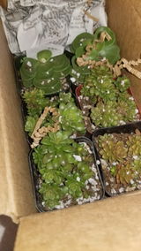 Cindy S review photo