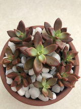 Donna review photo