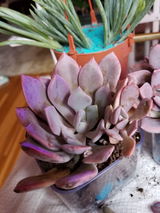 Candi review photo