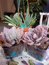 Candi review photo