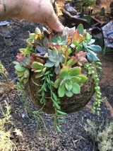 Sassy Lassie Succulent Design Sheila Seddon review photo
