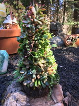 Sassy Lassie Succulent Design Sheila Seddon review photo