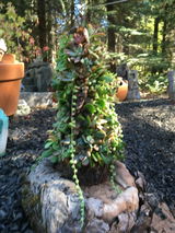 Sassy Lassie Succulent Design Sheila Seddon review photo