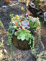 Sassy Lassie Succulent Design Sheila Seddon review photo
