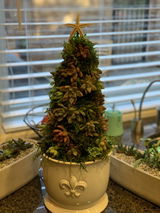 Arlyn review photo