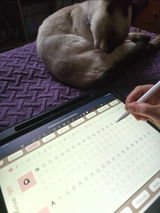 Inger review photo