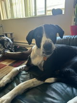 Janet Sutton review photo