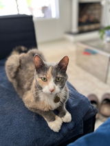 Penelope review photo